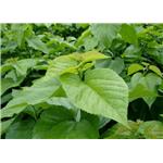 Mulberry leaf extract