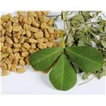 FEMA 2484; Fenugreek Oil