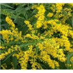 Goldenrod Extract