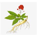 Ginseng extract