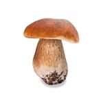 Boletus powder (Boletus extract); Porcini extract