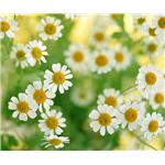 chamomile extract apigenin