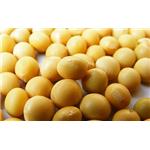 Soybean Extract pictures