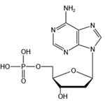 2'-Deoxyadenosine-5'-monophosphate(dAMP) 