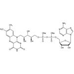 Flavin Adenine Dinucleotide Sodium (FAD)