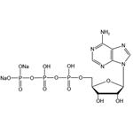 Adenosine 5’-triphosphate disodium salt（ATP-Na2）