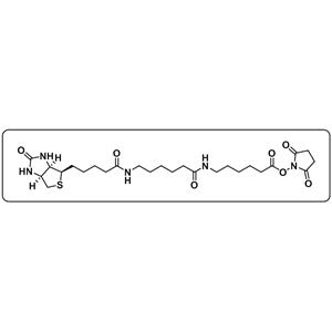 Biotin-LC-LC-NHS