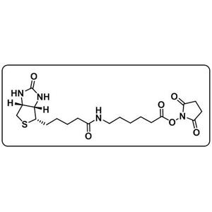 Biotin-LC-NHS