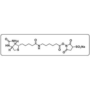 Biotin-LC-Sulfo-NHS