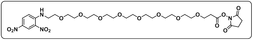 DNP-PEG8-NHS ester