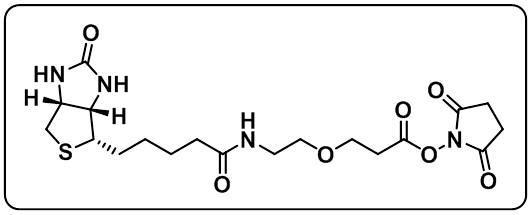 Biotin-PEG1-NHS ester