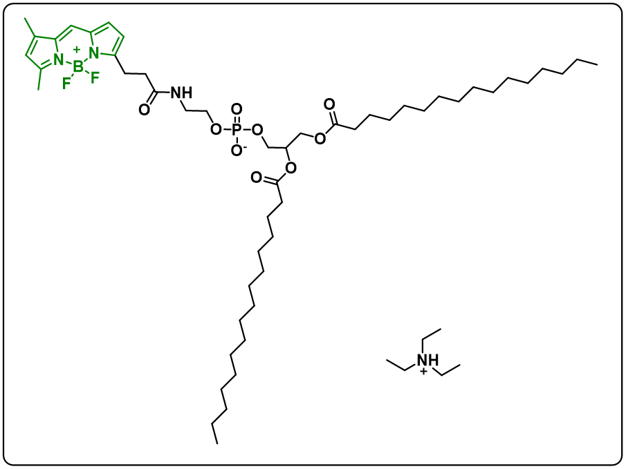 BODIPY FL-DHPE