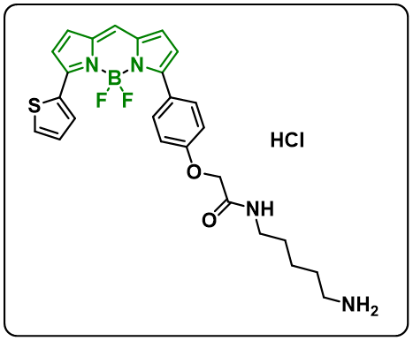 BODIPY TR Cadaverine