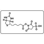 Biotin sulfo-N-hydroxysuccinimide ester