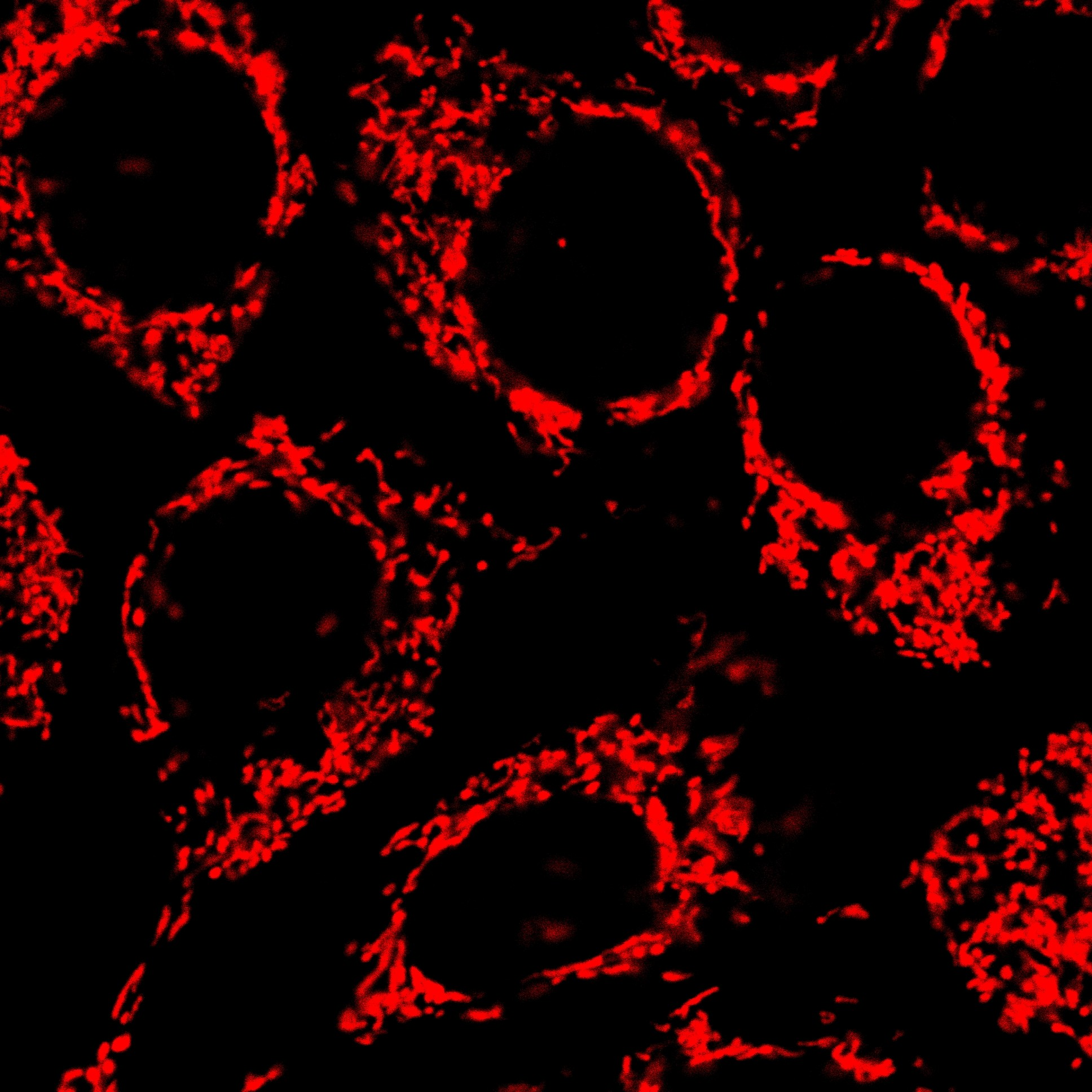 AIE Red Probe for Mitochondrion