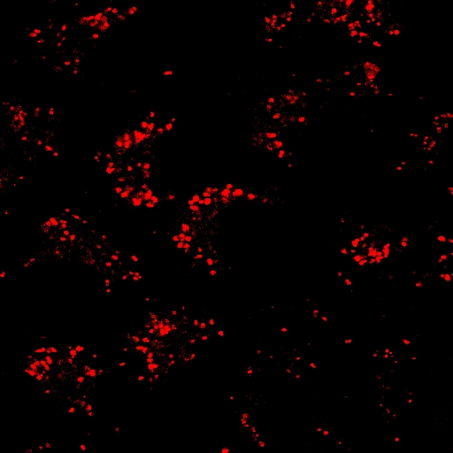 AIE Red Probe for Lipid Droplets