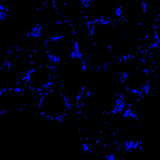 AIE Blue Probe for Lipid Droplets