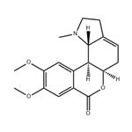 homolycorine pictures