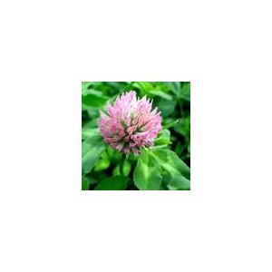 Red Clover Extract Powder