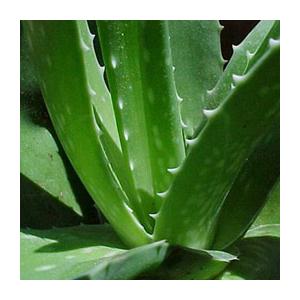 Aloe Vera P.E.