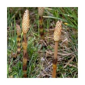 Horsetail P.E.