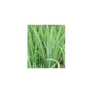 Aloe vera L. Extract(monica at seaweedbiochem dot com