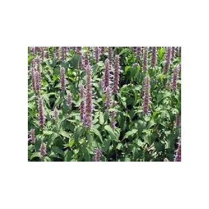 Hyssop water distilled essential oils(Cas.8006-83-5）