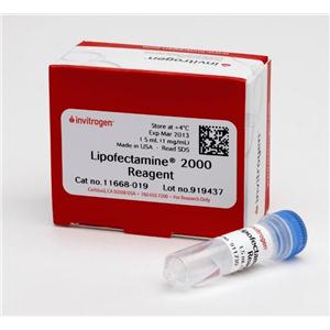 Lipofectamine? 2000 Transfection Reagent 脂质体2000