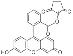 5(6)-羧基荧光素琥珀酰亚胺酯