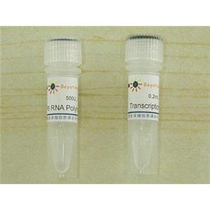 SP6 RNA Polymerase