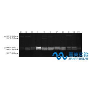酪蛋白酶谱MMP(3/7/10)