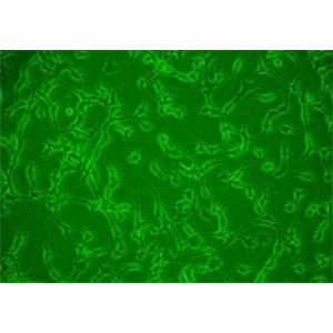 3T6-Swiss albino/小鼠胚胎成纤维细胞