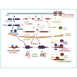 MICRORNA和LNCRNA检测