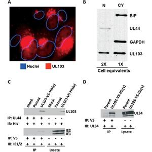 GAPDH Loading Control Monoclonal Antibody (GA1R)