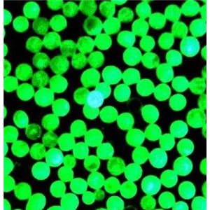 绿色荧光微球