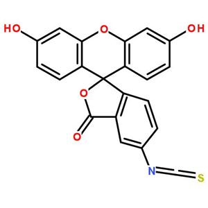 异硫氰酸荧光素