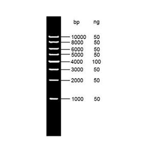 1kb DNA Ladder