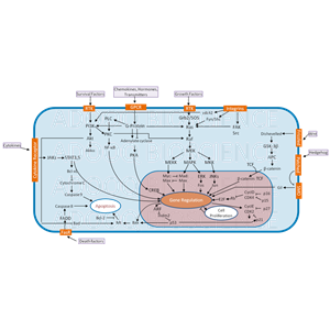 Biotinyl Cystamine