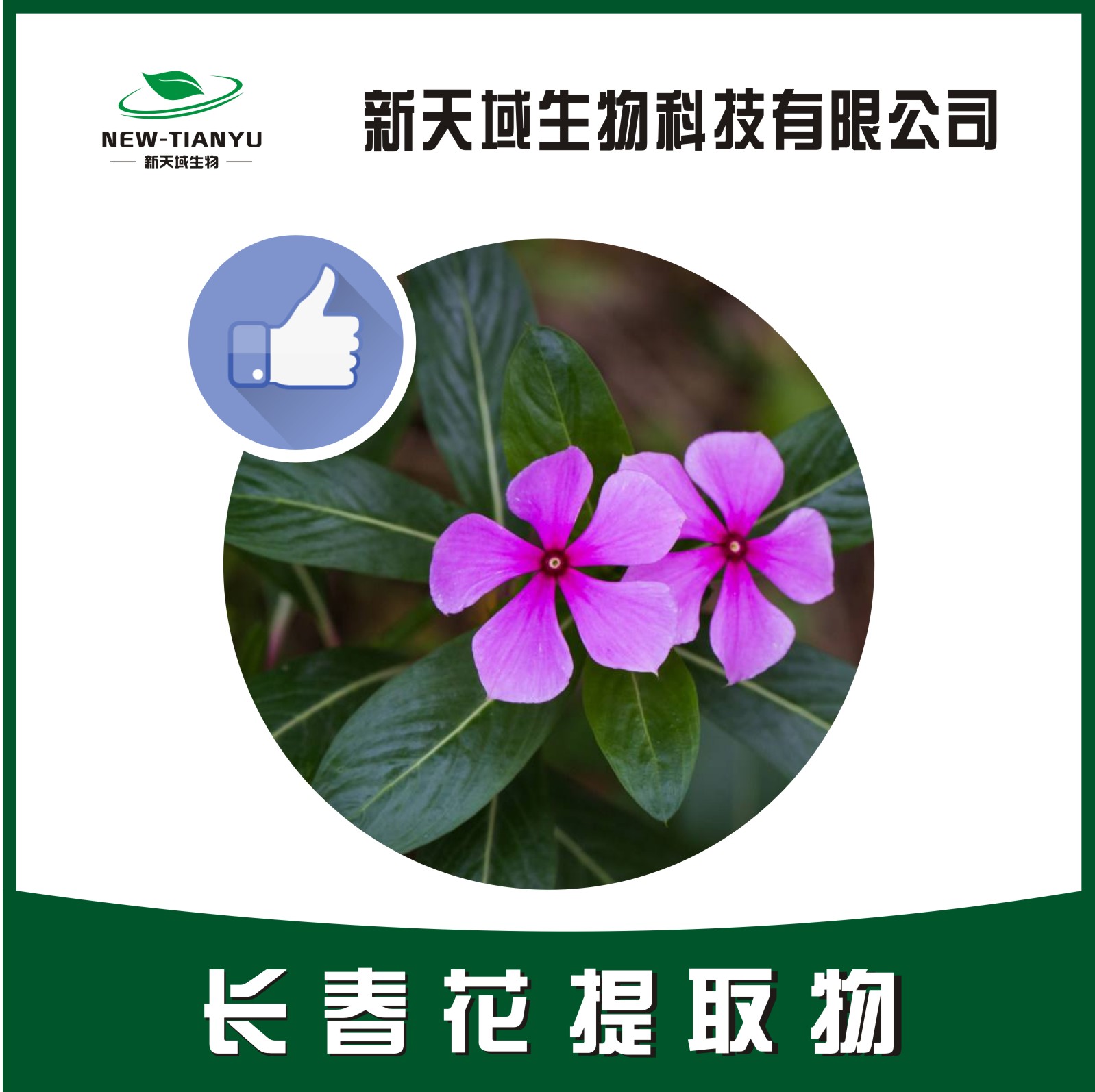 长春花提取物