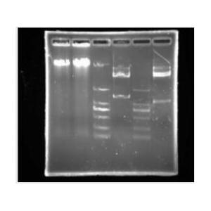 Agarose Gel Loading Buffer-Glycerol/Single Red（甘油型单红色DNA上样液），6×