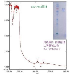 转铁蛋白(牛来源)