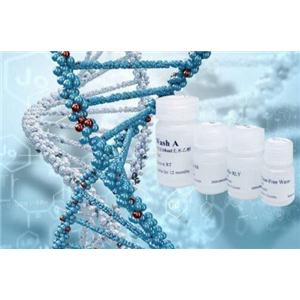 Taq DNA Polymerase