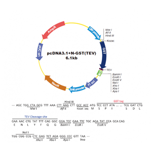 pcDNA31-N-GST-TEV 载体