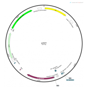 psfGFP 载体