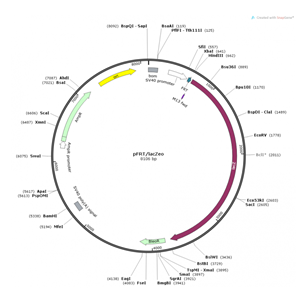 pFRT/lacZeo 载体