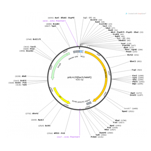 pGL423[luc2 minP] 载体