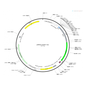 pIRES2-AcGFP1-Nuc 载体