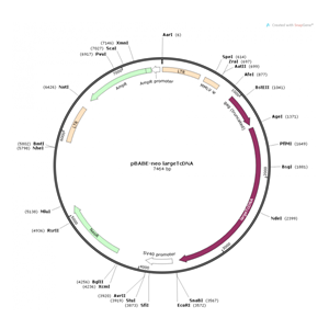 pBABE-neo largeTcDNA 载体