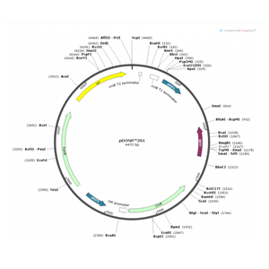 pDONR201 载体