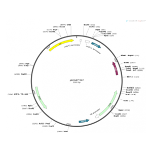 pDONR207 载体